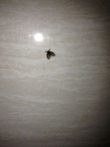黑色会飞的小虫子跟蚊子大小差不多,求这种小虫子叫什么怎么去除有效 