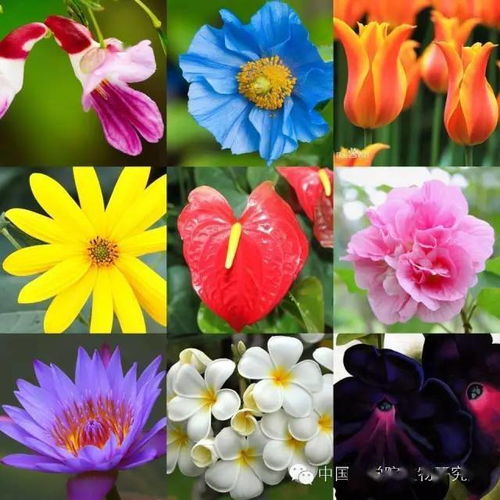 花为什么是五颜六色的,各种花的颜色