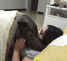 女子晒170斤宠物猪 主人与猪同睡引争议