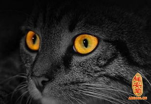 做梦梦见猫眼睛是什么意思 周公解梦 