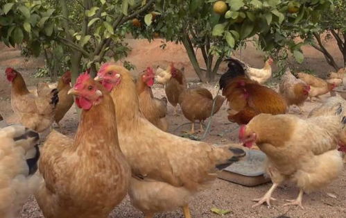 果园养鸡为什么不火 综合效益并不高,果农 谁养谁倒霉