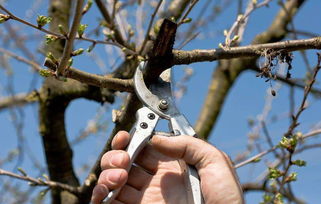 春天樱桃树怎么修剪,一年生樱桃树怎样修剪