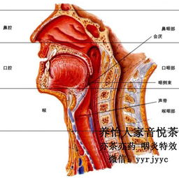 咽炎的症状及治疗偏方 如何治疗咽炎症状的方法