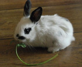 小兔子可以喂它吃香菜吗 
