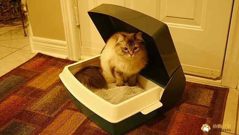 猫咪突然乱尿尿 可能是如厕环境太吵 