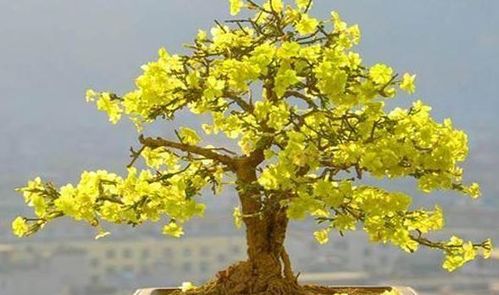 迎春花叶子发黄是怎么回事,磷酸二