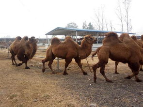 养骆驼不能盲目跟风,你得先知道驼奶的价值和市场