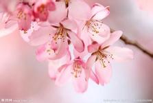 樱花好听的花语是什么,樱花的花语是什么？