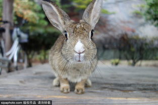 探访日本兔子岛 大久野岛 