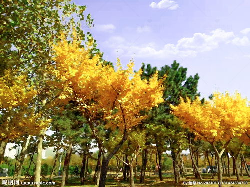 春天银杏树图片大全,春日里的金色魅力——银杏树图片欣赏
