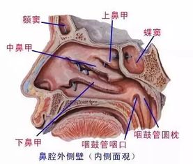 经常流鼻涕可不一定是感冒 