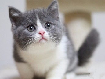 图 自家繁殖英短蓝白 蓝猫 渐层 健康纯种欢迎上门看猫 深圳宠物猫 