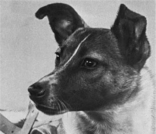 62年前,第一只登上太空的狗莱卡,怎样了 至今仍在地球轨道漂流