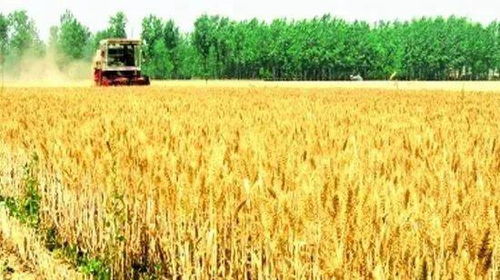 小麦收割注意事项 小心亩产下降100斤 附各地区收割最佳时间