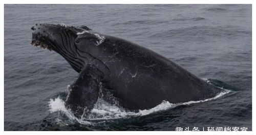 2001年苏北灌河神秘事件 一群神秘大型生物集结龙王庙,朝拜龙王