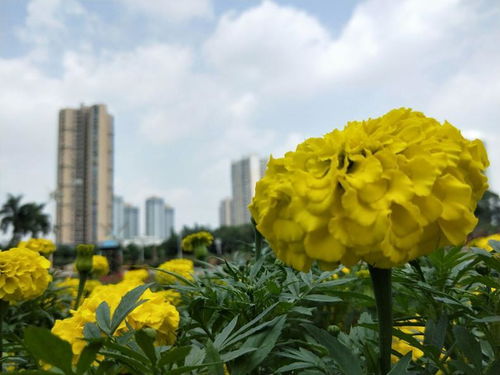 家里养万寿菊好吗,美化家居环境