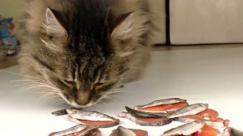 为何猫吃鱼从来不怕卡刺 镜头放慢50倍后,才解开你多年疑惑 