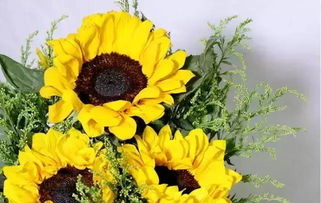 冬季太阳花怎么养护,冬季太阳花的养护指南