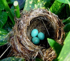 蓝色的鸟蛋,小小的,是什么鸟的蛋 