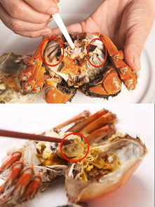 吃蟹禁忌的食物是什么,吃螃蟹的禁忌是什么？