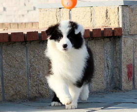 边境牧羊犬多钱(边境牧羊犬价位怎样) 