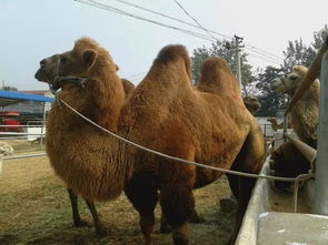 优质双峰骆驼价格多少钱正规养殖场推荐