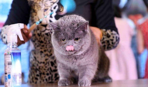 安徽举办猫咪选美大赛,身价2万多英短亮相,上台领奖一脸懵