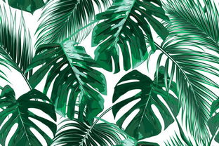 热带植物有哪些,形容热带植物的句子