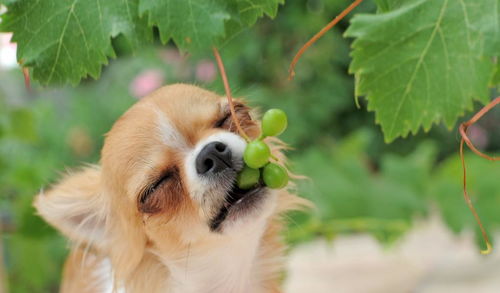 宠物小知识 狗狗为什么不能吃葡萄