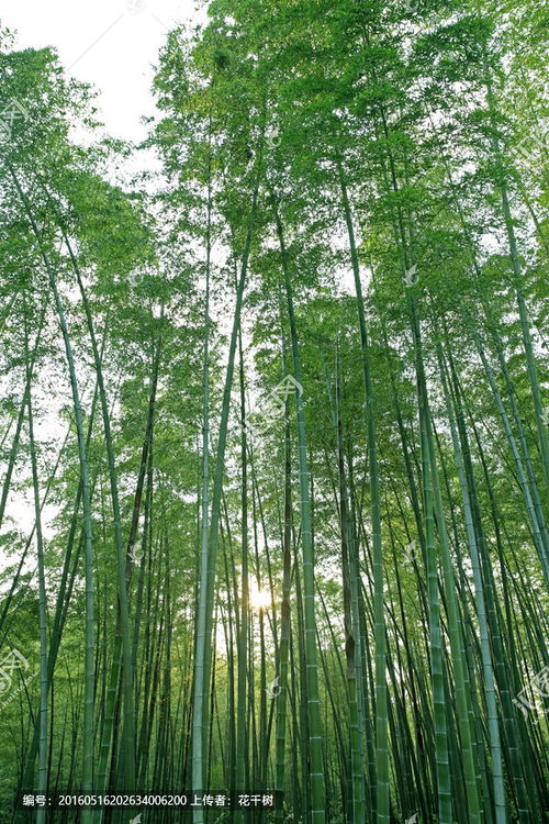 竹林手机壁纸图片大全 搜狗图片搜索