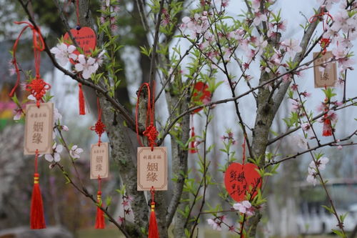 寻找梦中的桃花源 武汉九真山风景区第四届桃花节开幕 