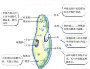 草履虫是单细胞生物.它的运动是通过什么器官完成的 A.足B.翅C.鳍D.纤毛 题目和参考答案 青夏教育精英家教网 