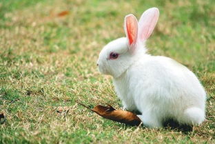 兔子为什么得耳螨,怎么治疗兔子耳螨