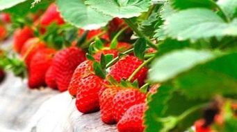 草莓的生长环境及特点适合生长地方的条件,想要一整年里种草莓需要具备那些条件