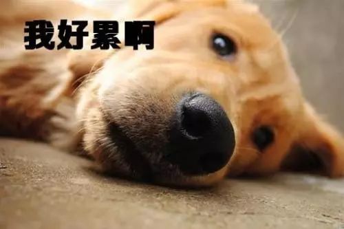 累成狗 用英语怎么说 很多人都不知道
