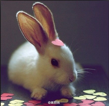 萌兔纸兔纸