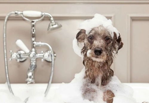 狗狗洗澡水温度多少合适 小宠医师告诉你不能忽视的狗狗洗澡温度