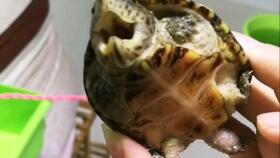 蛋龟巨头繁殖方法？