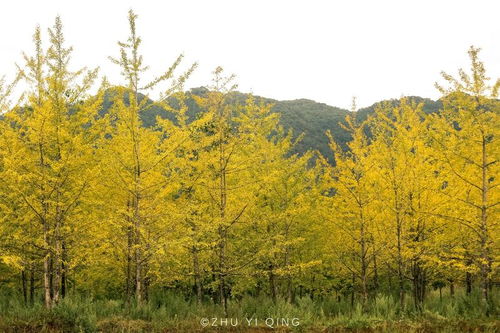 桂林银杏树，秋天的童话，美到窒息！