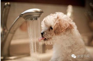 家养宠物狗喝什么水好 狗狗不喝水的解决办法
