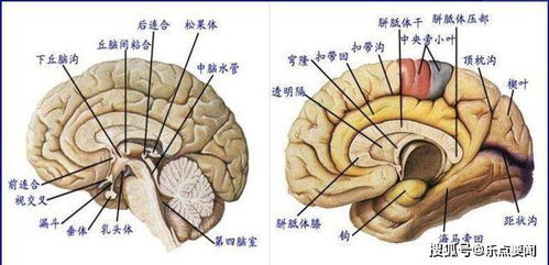 人类大脑开发出100 就能够获得无所不能的超能力吗