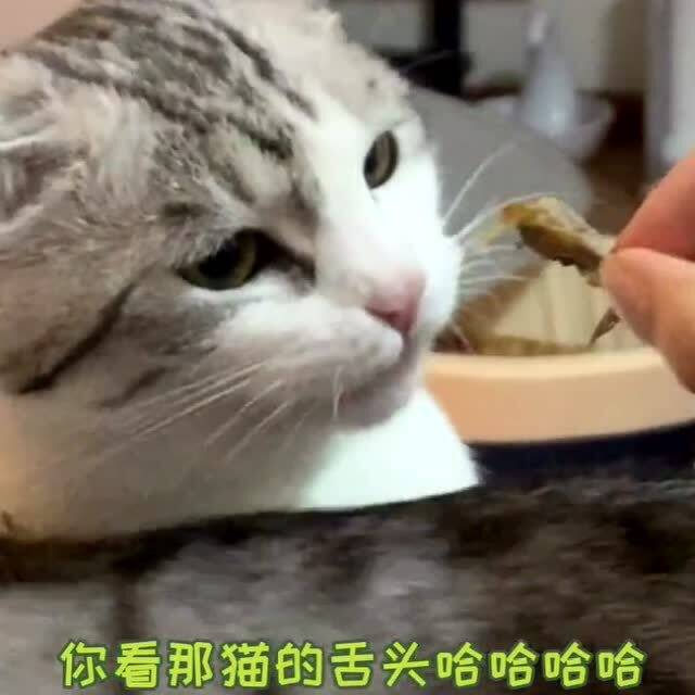 猫咪不肯吃化毛膏怎么办 准备一块小鱼干,骗它吃进去 