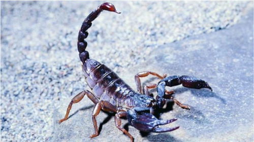 十二星座最像哪种蝎子 天蝎座是南非三色蝎,最毒 