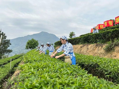 丽水松阳产什么红茶  第2张