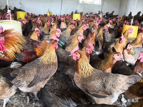 什么国鸡是消费者最爱 2018岭南十佳品质国鸡出炉