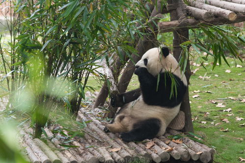 原来大熊猫也可以认养,王思聪在这认养了一只大熊猫