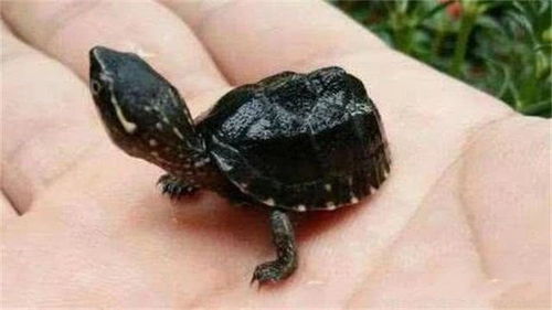 世界上最小的乌龟,最小的也就2厘米左右,还不足1毛硬币大小 