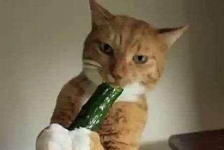 解密,猫咪为什么那么害怕黄瓜
