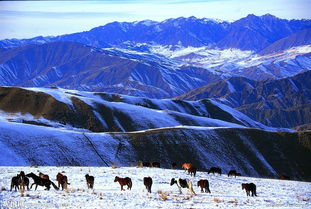 新疆旅游驴友(为什么很多驴友宁愿去西藏旅行)