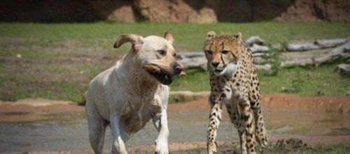 非洲猎豹与他的宠物狗狗 狗拯救世界